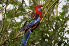 Platycercus elegans × eximius