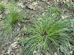 Carex timida