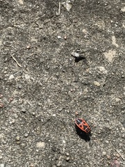 Pyrrhocoris apterus