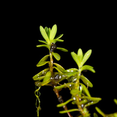 Illecebrum verticillatum