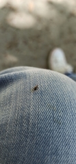 Coleoptera