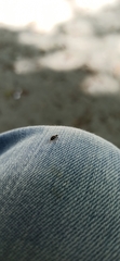 Coleoptera