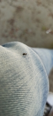 Coleoptera
