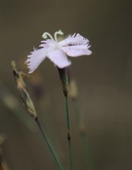 Dianthus mooiensis
