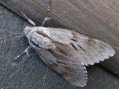 Sphinx morio arestus