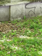 Turdus pilaris