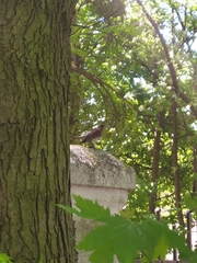 Turdus pilaris