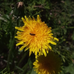 Hymenoptera