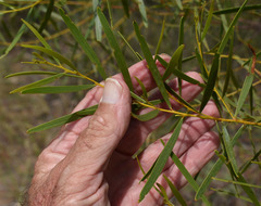 Acacia hammondii