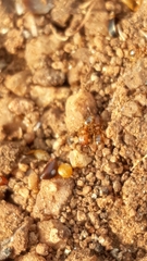 Pheidole woodmasoni