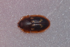 Amphotis marginata