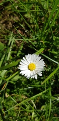 Bellis perennis