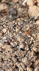 Pheidole woodmasoni