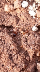 Pheidole woodmasoni