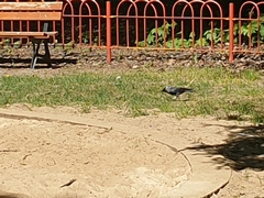 Corvus monedula