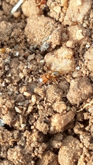 Pheidole woodmasoni