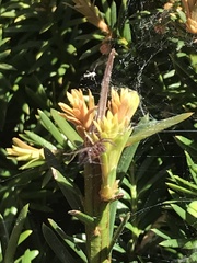 Agelenidae