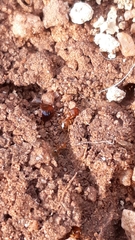 Pheidole woodmasoni