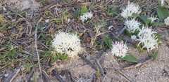 Lachenalia pygmaea