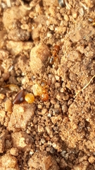 Pheidole woodmasoni