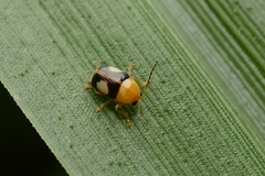 Cryptocephalus kiyoyamai