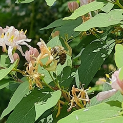 Apis mellifera