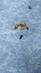 Pheidole woodmasoni