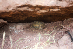 Testudo graeca