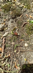 Pyrrhocoris apterus