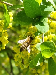 Apis mellifera