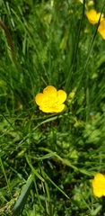 Ranunculus