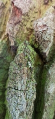 Lepidoptera