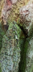Lepidoptera