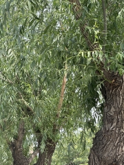 Fraxinus angustifolia