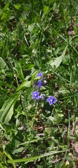 Veronica chamaedrys