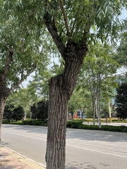 Fraxinus angustifolia