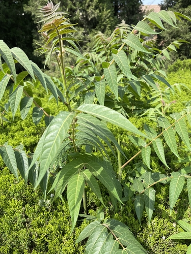 tree-of-heaven