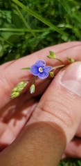 Veronica chamaedrys
