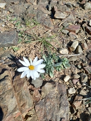 Dimorphotheca zeyheri