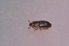 Amphotis marginata