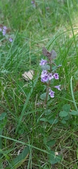 Glechoma hederacea