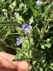 Veronica chamaedrys