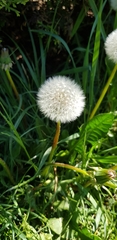 Taraxacum