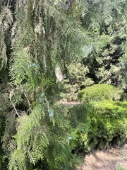 Fraxinus angustifolia