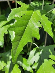 Populus alba