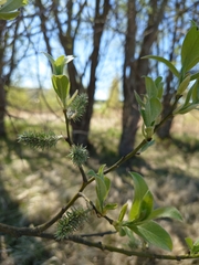 Salix