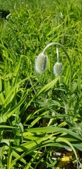 Papaver