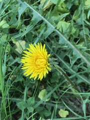 Taraxacum