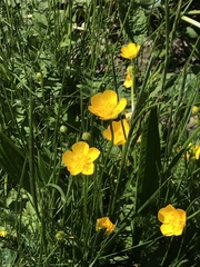 Ranunculus