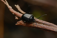 Gallerucida bifasciata